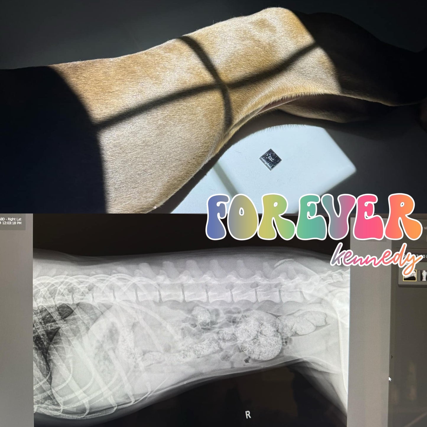 (MTO) Paw Print X-Ray Marker Holder WITH L & R Xray Markers